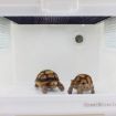 Digital Reptile Box Thermometer & Hygrometer - Orange - 4