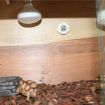 Digital Reptile Box Thermometer & Hygrometer - Orange - 5