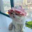 Picture of Pet Headgear Props Cats And Dogs Knitted Hat Headwear, Size: M (Pink Flower)