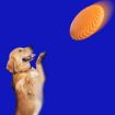 Picture of Pet Toys Dog Training Interactive Bite Resistant Floating Discs (Orange)