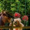 Picture of Horse Stable Hanging Hay Ball Feeder Hay Feeding Toy Balls (Red)