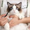 Picture of Pet Eye Cleaning Tear Stain Brush Eye Makeup Brush For Dogs And Cats (Black)