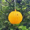 Outdoor Fruit Fly Mosquito Citrus Trap Sticky Ball - 6