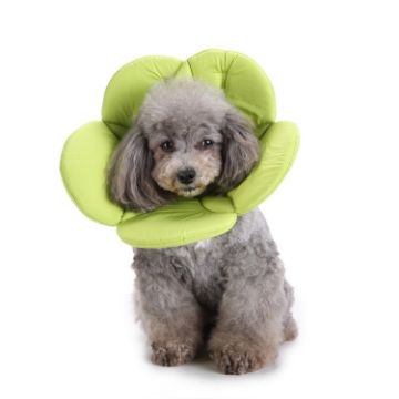 Green Flower Dog Protection Collar, Size L - Pet Protection Collar - 1