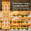 12V LED Plant Growth Light, Sunlight-Like, Four Head, EU Plug - 3