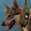 AirTag Locator Nylon Collar, Adjustable Anti-Breakaway, Size M, Light Yellow - 7